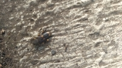 Tylonotus bimaculatus