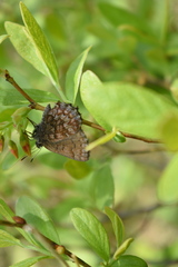 Callophrys niphon clarki