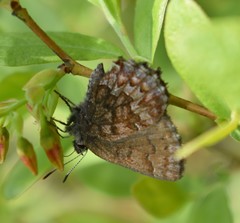 Callophrys niphon clarki