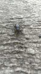 Tylonotus bimaculatus