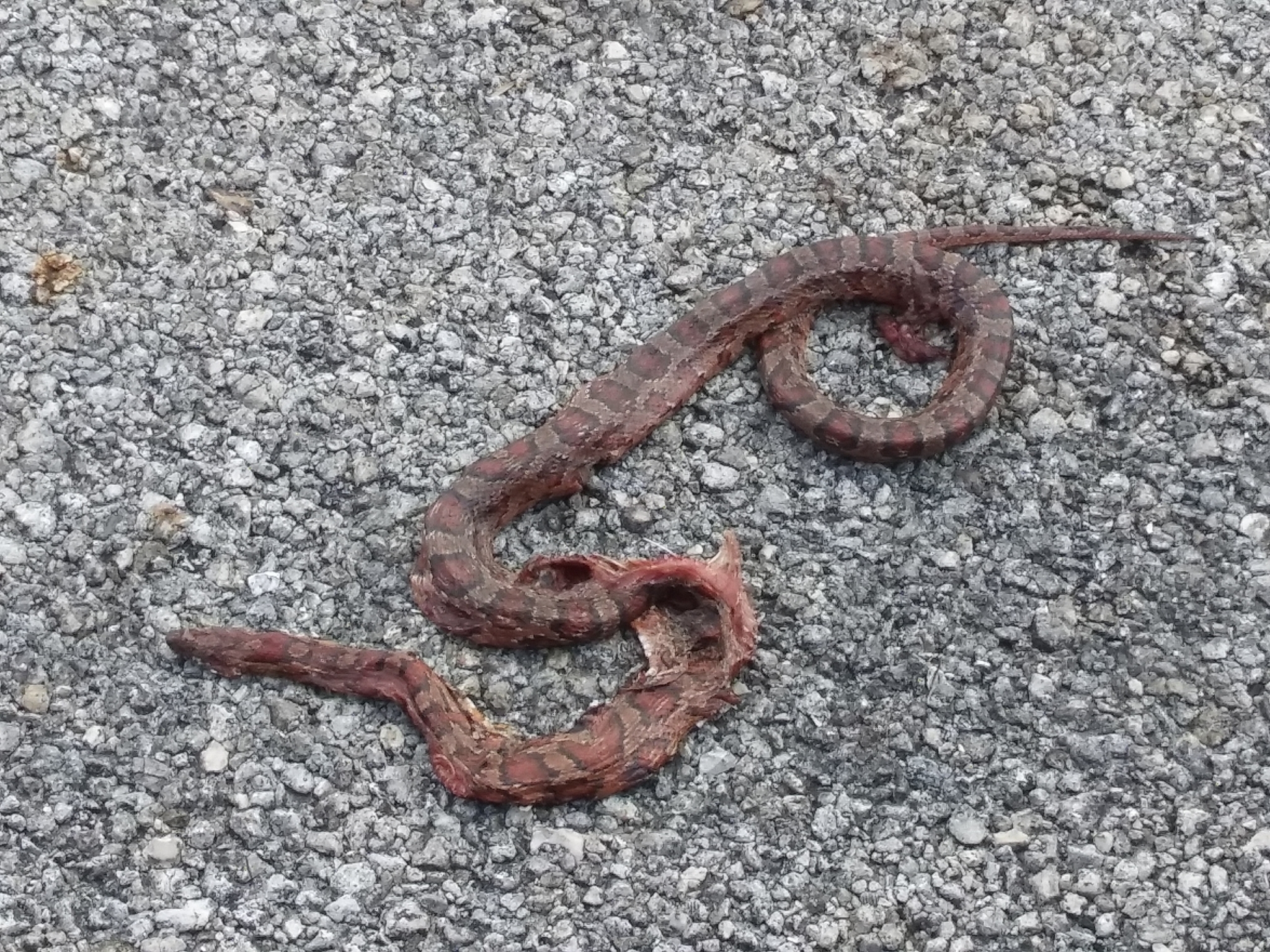 eastern corn snake, gewöhnliche kornnatter, red cornsnake