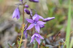 Gentianella rapunculoides
