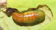Ascotis reciprocaria