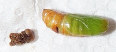 Ascotis reciprocaria