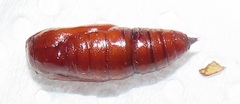 Ascotis reciprocaria