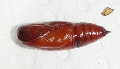Ascotis reciprocaria