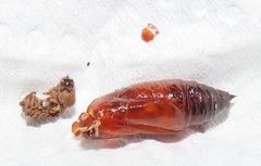 Ascotis reciprocaria