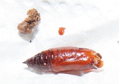 Ascotis reciprocaria