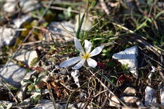 Colchicum hungaricum
