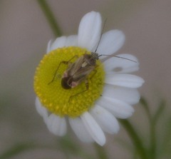 Polymerus basalis