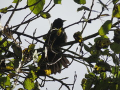 Cacicus chrysonotus