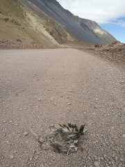 Thinocorus orbignyianus