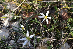 Colchicum hungaricum