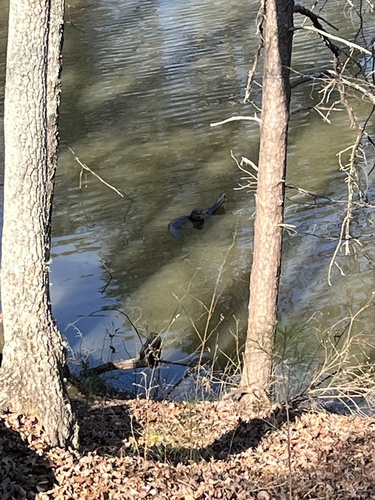 North American River Otter photographed in Georgia