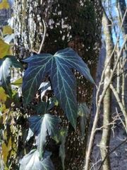 Hedera helix