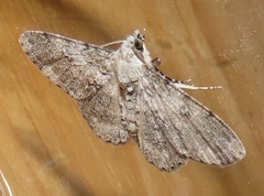 Ascotis reciprocaria