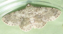 Ascotis reciprocaria