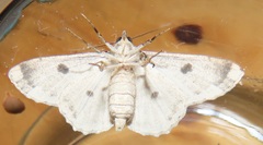 Ascotis reciprocaria
