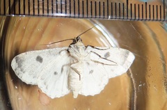 Ascotis reciprocaria