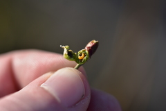 Asphondylia coronillae