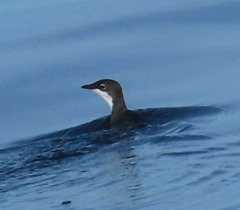 Synthliboramphus scrippsi