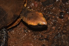 Platemys platycephala