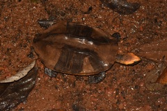 Platemys platycephala