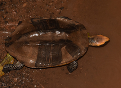 Platemys platycephala