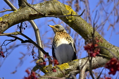 Turdus pilaris