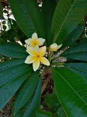 Plumeria