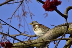 Turdus pilaris