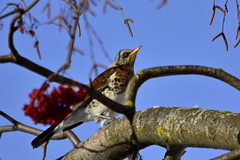 Turdus pilaris