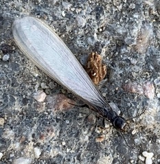 Reticulitermes tibialis