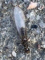 Reticulitermes tibialis