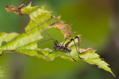 Listokrili konjic srponoša (Phaneroptera falcata)