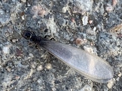 Reticulitermes tibialis