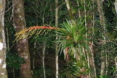Vriesea altodaserrae