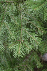Abies sachalinensis