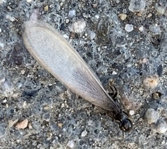 Reticulitermes tibialis