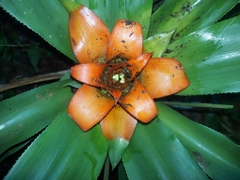 Nidularium amazonicum