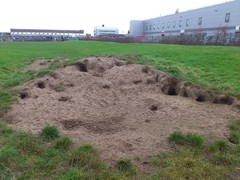 Vulpes vulpes crucigera