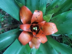 Nidularium amazonicum