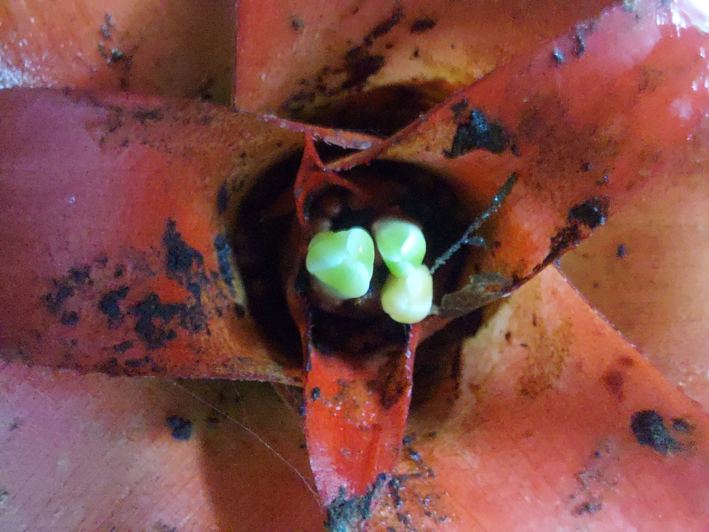 Nidularium amazonicum