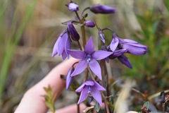 Gentianella rapunculoides