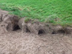 Vulpes vulpes crucigera