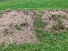 Vulpes vulpes crucigera