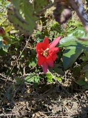 Passifloraceae