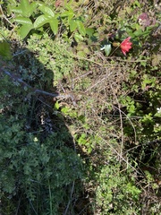 Passifloraceae