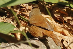 Cantorchilus modestus