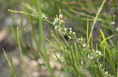 Micromyrtus sessilis